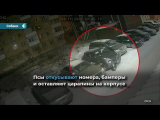 dogs again began to disfigure the cars of the inhabitants of achinsk